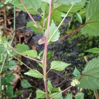 Laportea interrupta (L.) Chew